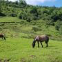Caballos Picos de Europa