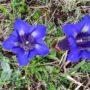 Flor de Picos de Europa 3