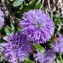 Flor de Picos de Europa 5