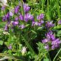 Flor de Picos de Europa 6