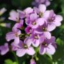 Flor de Picos de Europa 8