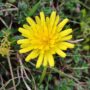 Flor de Picos de europa 1