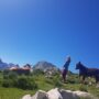 Niños, vacas, burros