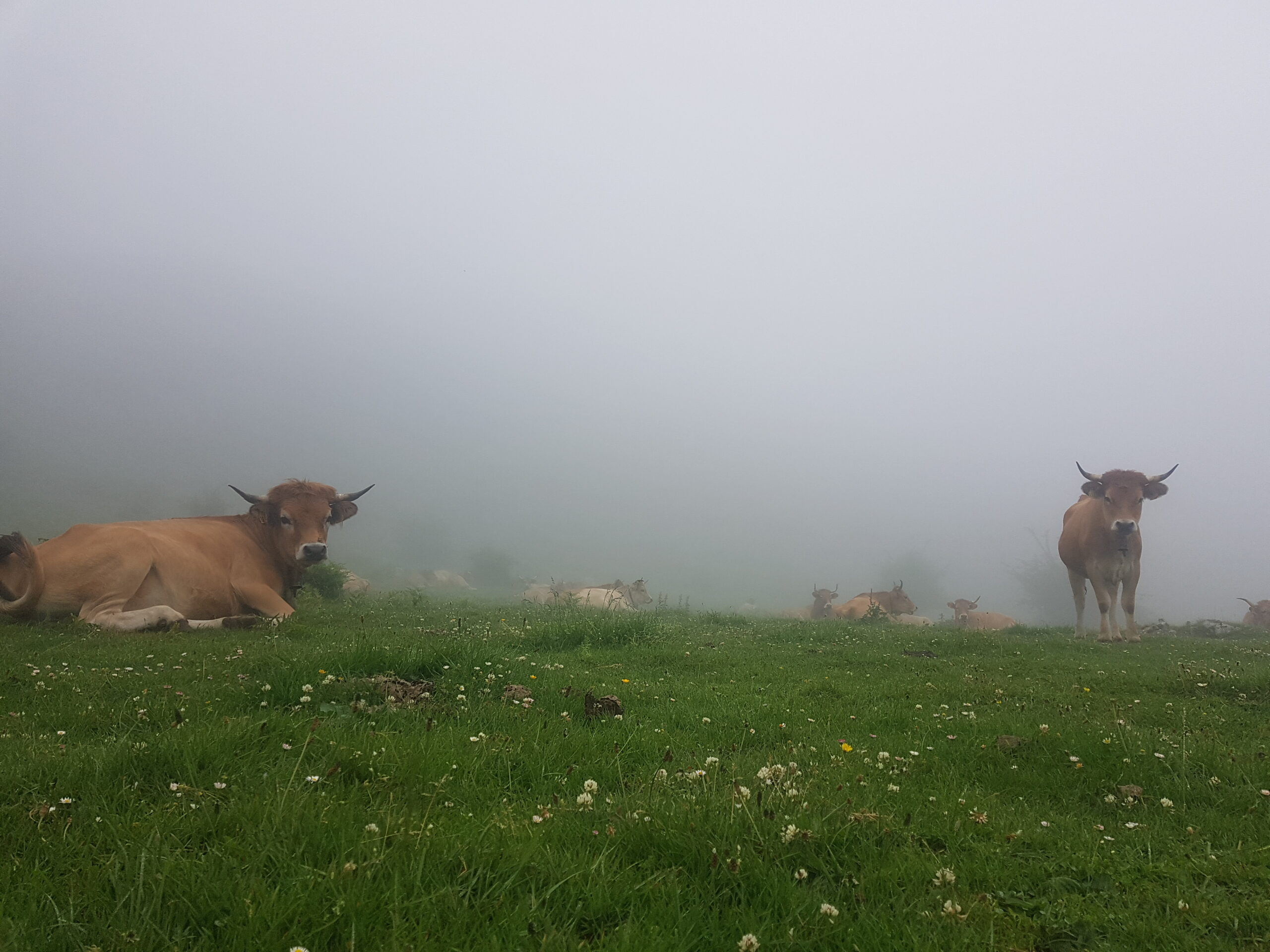 Vacas, asturias, escapada rural
